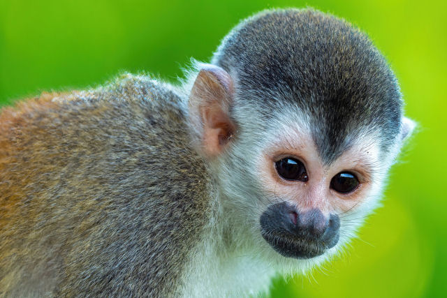 Mistrio evolucionrio: como os macacos africanos chegaram a Amrica do Sul?