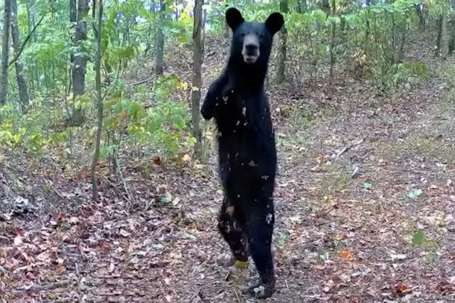 Urso-negro abrquuio  capturado por cmera de trilha nos EUA