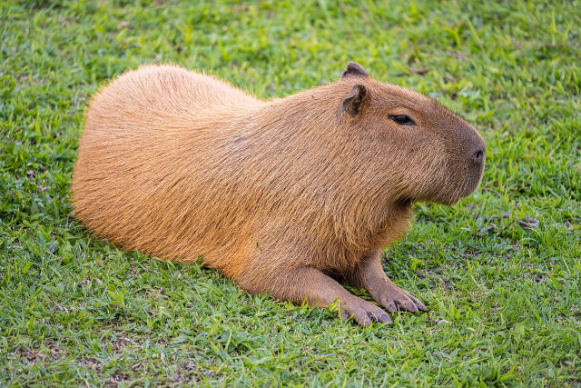 O ancestral da capivara atravessou o Atlntico de 'jangada'