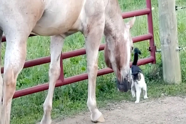 Cavalos resgatados acolhem gatinho vira-lata em seu rebanho