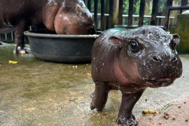 A cincia por trs da obsesso da Internet com Moo Deng, a famosa hipoptama pigmeia da Tailndia