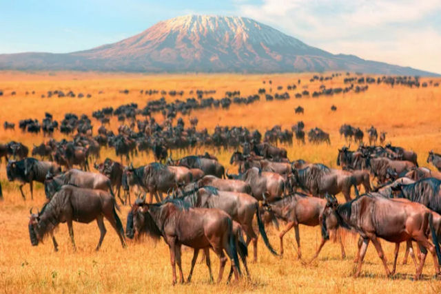 Como um milho de gnus migram pelo Serengeti?