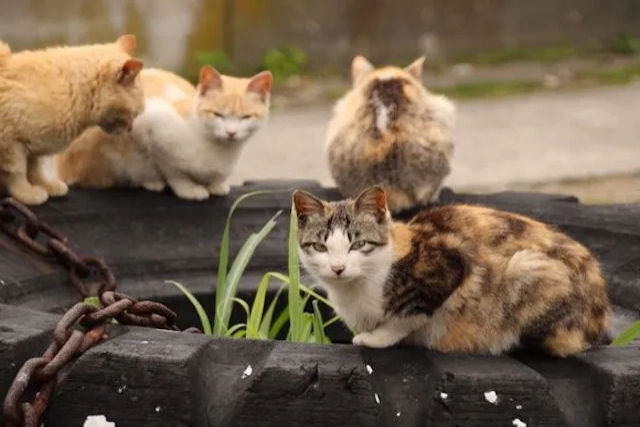 Ilha dos gatos japonesa revela que todos os seus gatos desaparecero em breve