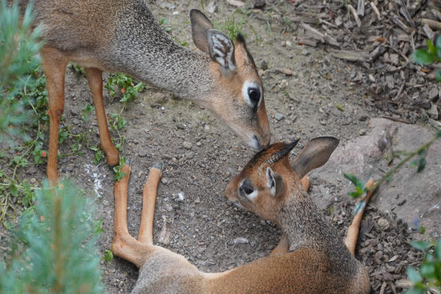 Existe realmente alguma espcie animal que seja 100% monogmica?