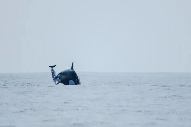 Imagens raras de drones capturam orcas se alimentando de golfinhos-climenes