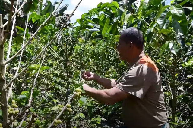 Presos na Colmbia produzem caf em troca da reduo da pena