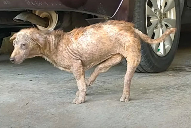 Cadelinha de rua que nasceu com patas tortas aprendeu a andar com confiana novamente