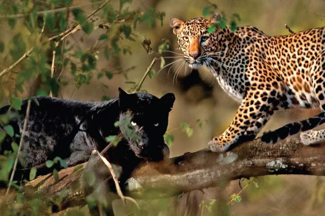 Uma rara pantera-negra faz sombra ao seu companheiro leopardo em uma foto incrvel