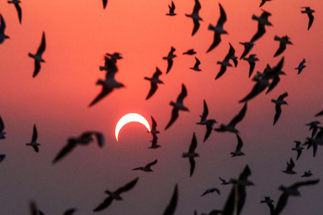 Os animais realmente apresentam comportamentos estranhos durante os eclipses?