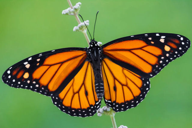 A metamorfose de uma borboleta se parece a uma fnix que renasce de suas cinzas