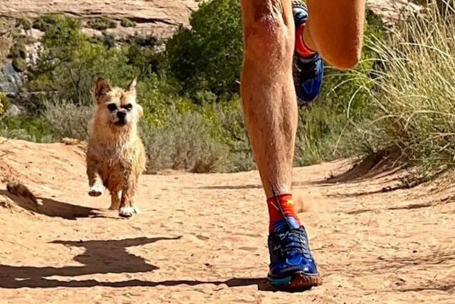 Atleta adota cadelinha vira-lata que correu metade de uma ultramaratonan com ele na China