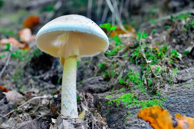 Por que o cogumelo-amanita continua causando vtimas letais at hoje?