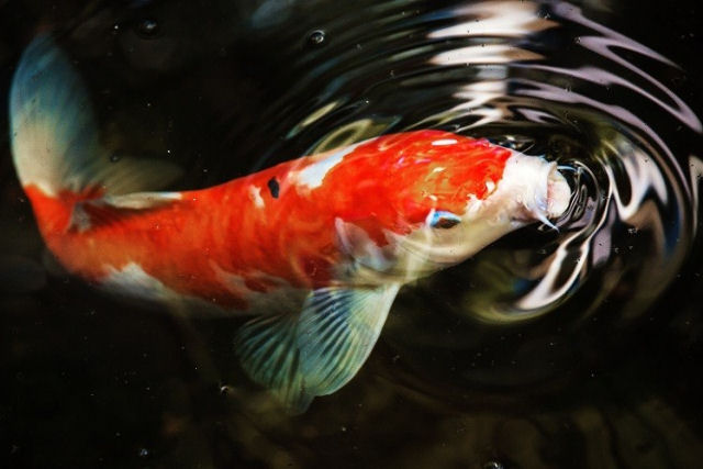 Peixes bebem gua?