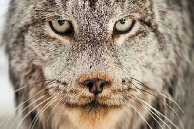 Imagens impressionantes de um lindo lince vagando por terras protegidas nos EUA