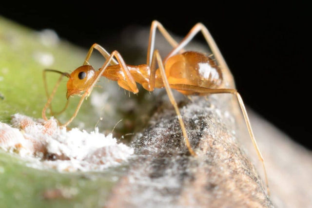 O ecossistema australiano  to frgil que at formigas invasoras causam grandes estragos l