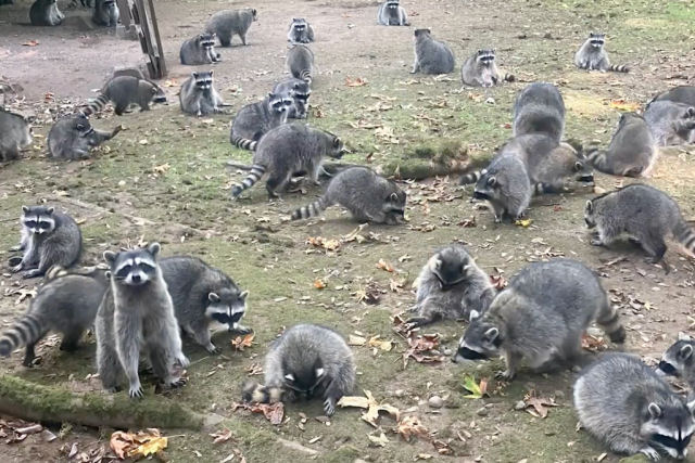 Americana comeou a alimentar guaxinins em seu jardim, mas agora chamou a polcia para fugir de sua casa