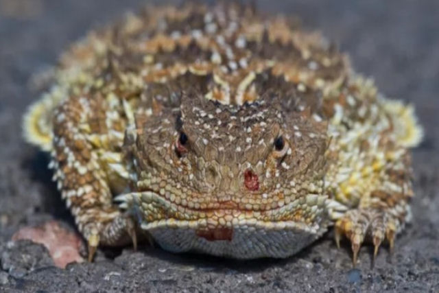 Lagarto-de-chifre-curto: o rptil que esguicha sangue txico dos olhos