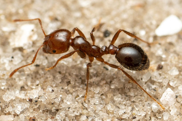 Imagens da vida selvagem mostram formigas-de-fogo construindo uma jangada para ficarem juntas