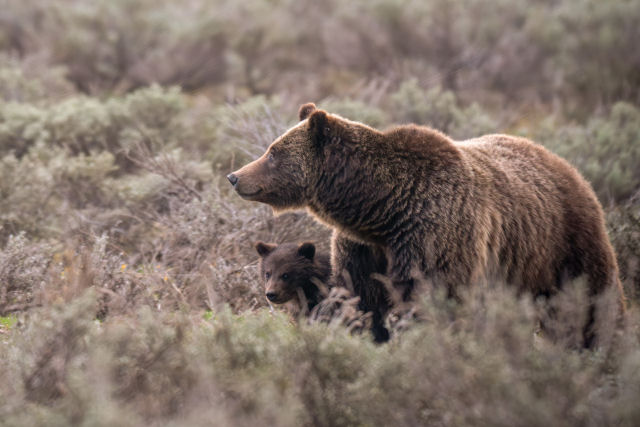 Grizzly 399, a ursa mais famosa do mundo, morreu em acidente de carro