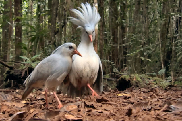 O parente mais prximo do Cagu, o fantasma da floresta pode ser uma ave brasileira