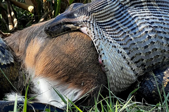 Imagens arrepiantes mostram pton da Flrida engolindo veado inteiro de 35 kg