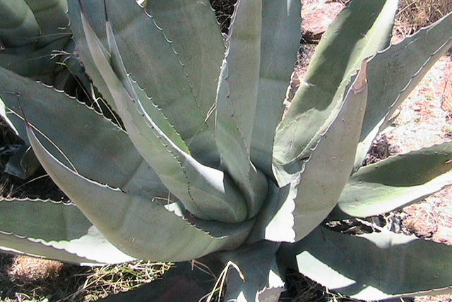 O pulque mexicano pode ser a prxima tequila ou mezcal?