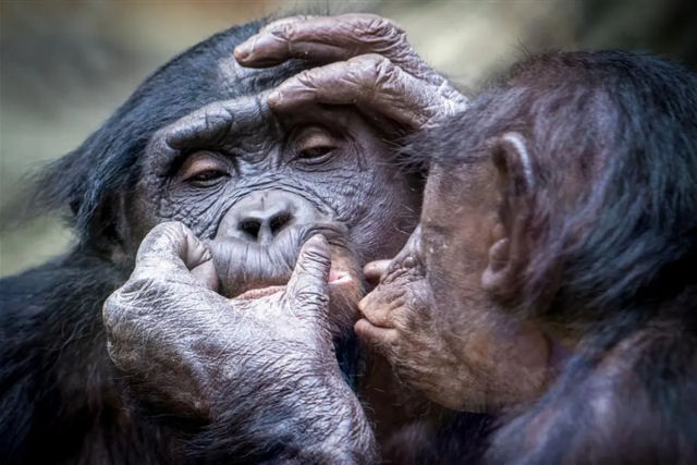 Por que nos beijamos? Suas razes evolutivas podem estar na 'hiptese do beijo final do tosador'