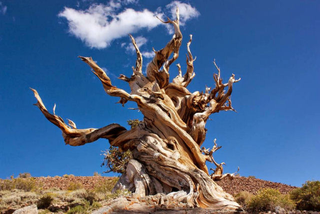 Quais so as razes pelas quais Matusalm, o pinheiro-bristlecone, conseguiu viver por 5.000 anos?