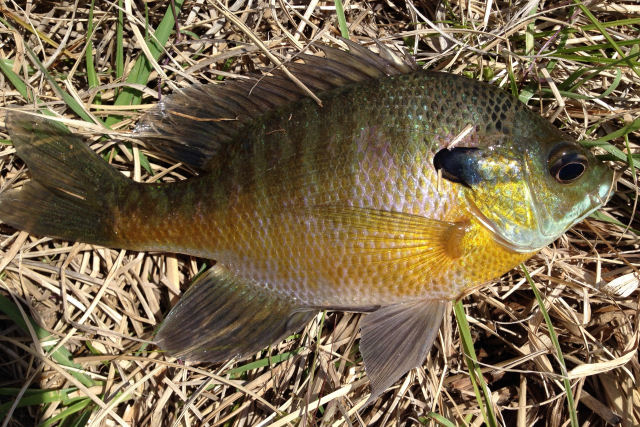 A estranha, mentirosa e sorrateira vida sexual do peixe-bluegill