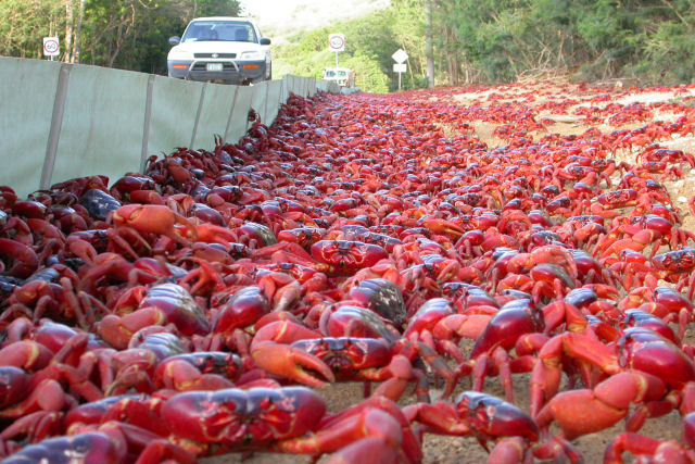 50 milhes de caranguejos-vermelhos liberam trilhes de ovos no mar