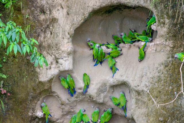 Papagaios-lameiros, as coloridas aves que tem o costume de comer argila na Floresta Amaznica