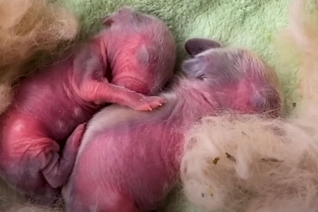 Pequenas manchas cor-de-rosa crescem e viram bolas de pelos