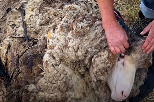 Ovelha negligenciada enterrada sob 40 kg libras de l  finalmente tosquiadas em seu novo santurio