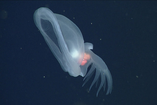 Lesma-marinha misteriosa, que se alimenta como planta carnvora,  gravada em imagens do fundo do mar pela primeira vez