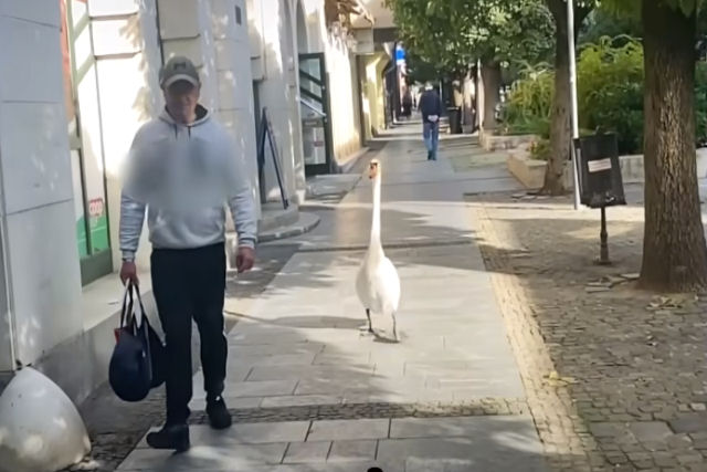 Cisne resgatado segue seu humano adotado aonde quer que v