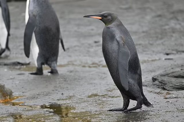 Fotgrafo da vida selvagem captura pinguim preto ultra-raro