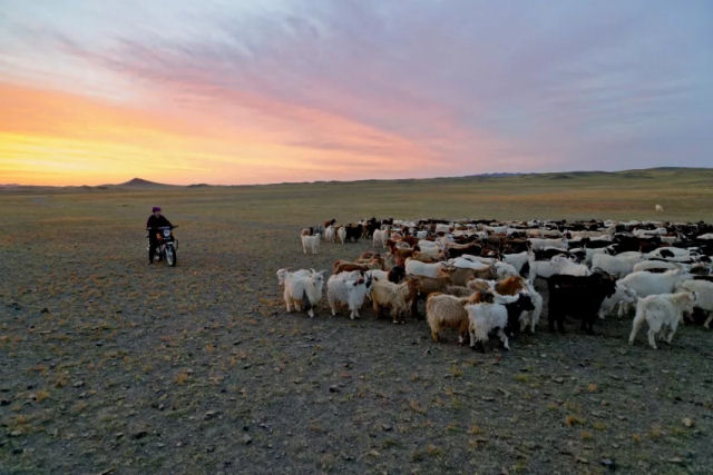 Cabras produtoras de caxemira esto prosperando com uma pequena ajuda da NASA