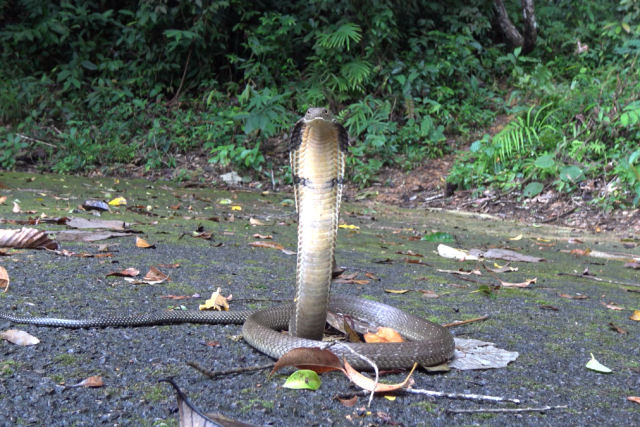 O mistrio da cobra-rei que intrigou cientistas por 188 anos finalmente foi resolvido