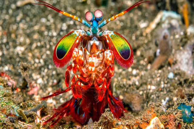 Estudo mostra como a tamarutaca permanece ilesa enquanto desfere socos mortais