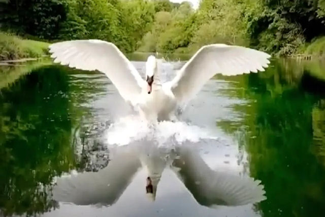 Como os cisnes usam seus ps para pousar elegantemente na gua