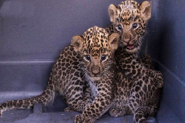 Adorveis filhotes de leopardo indiano se reencontram com sua me na natureza