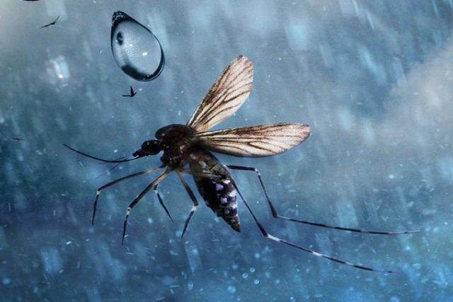 Como os mosquitos voam na chuva?