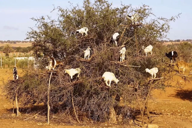 As incrveis cabras trepadeiras que vivem nos bosques de argan marroquinos