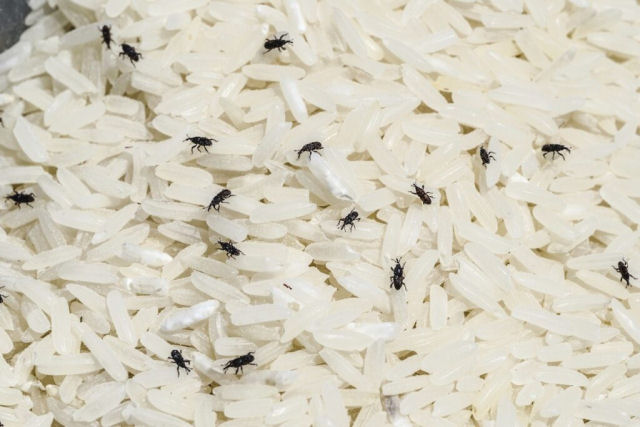 Estes carunchos podem arrasar com seu pote de arroz em poucos dias