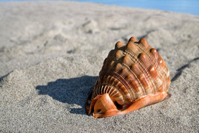 Por que as conchas fazem o som parecido com o do oceano?