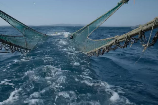 Primeira filmagem revela o impacto da pesca de arrasto no fundo do oceano