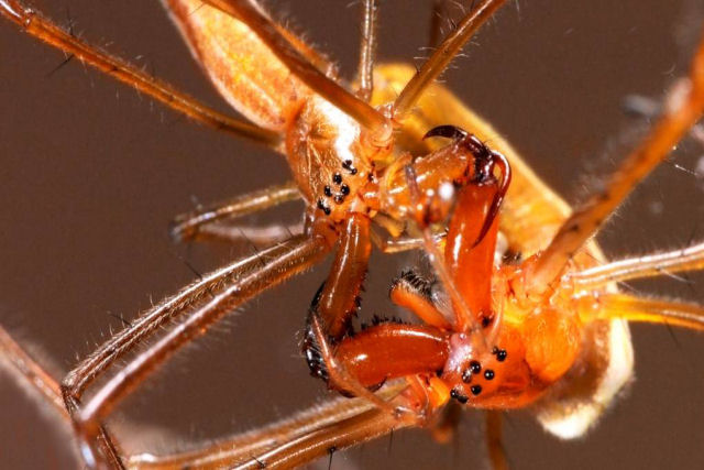 Para as aranhas-de-mandbula-longa, o amor  um campo de batalha