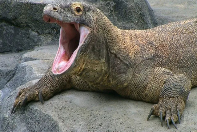 Pode um ser humano sobreviver a mordida de um drago-de-Komodo
