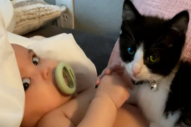Gatinho no sai do lado de sua humaninha de forma alguma