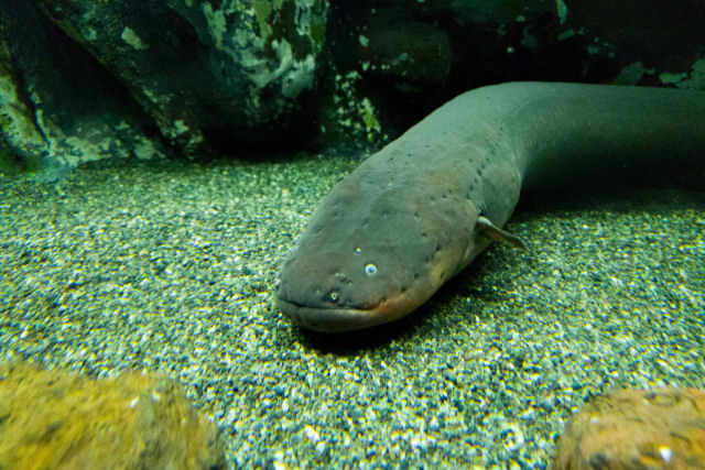 Como os peixes eltricos produzem eletricidade?